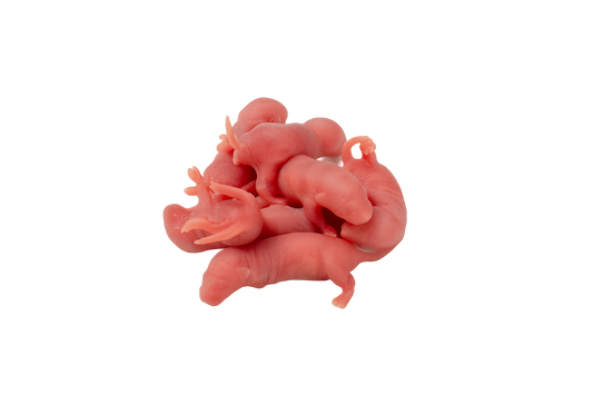 Baby Pinky Mouse 1/2gr - 100pcs