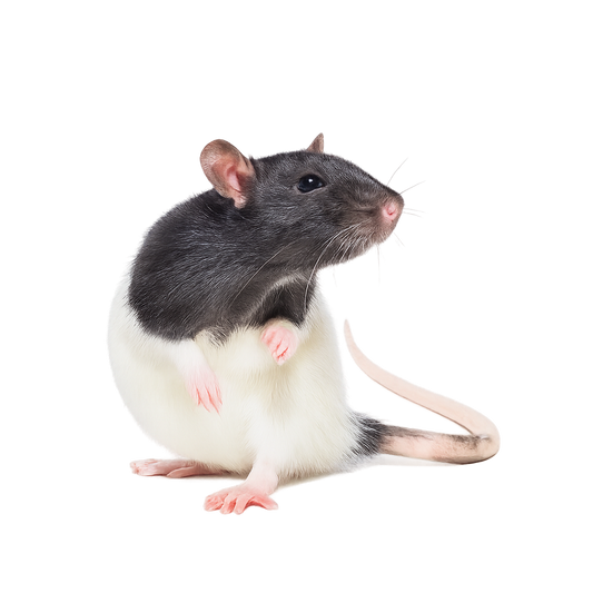 Baby Rats 6/10g - 25pcs